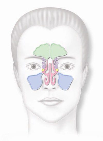Front Woman Sinuses.jpg