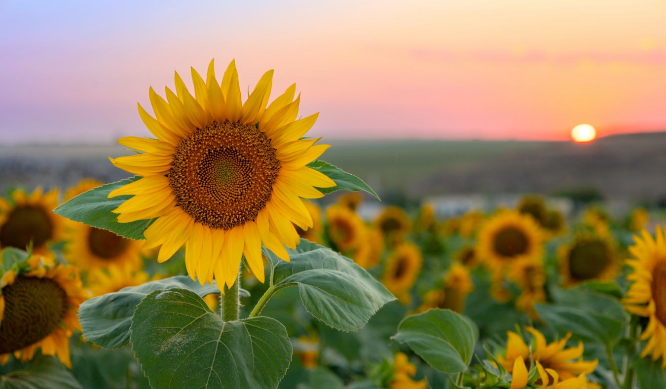 Close up of a sunflower in full bloom