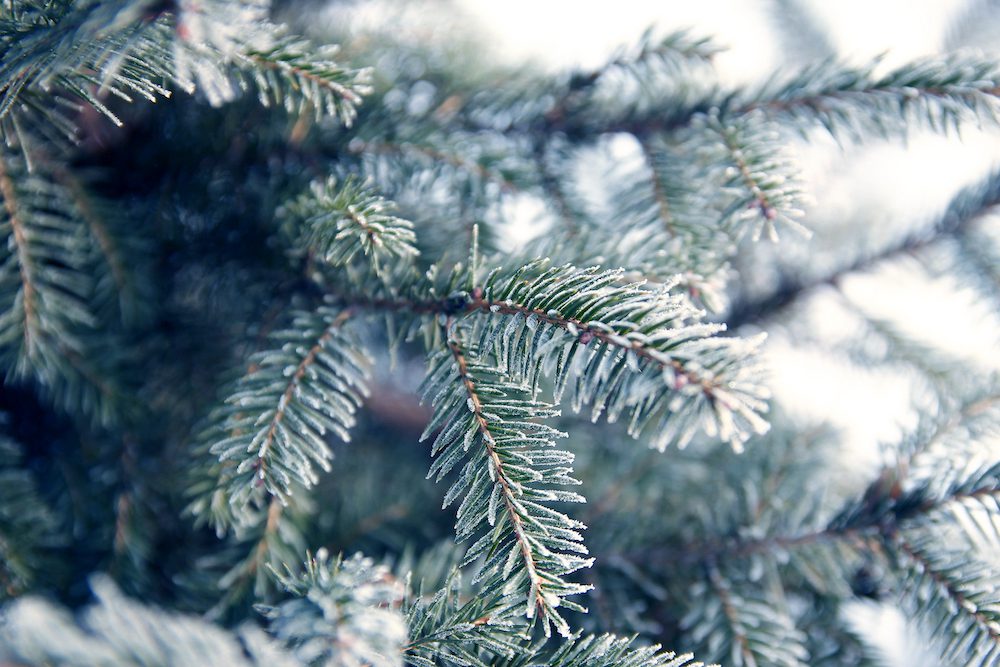 a tree with icicles