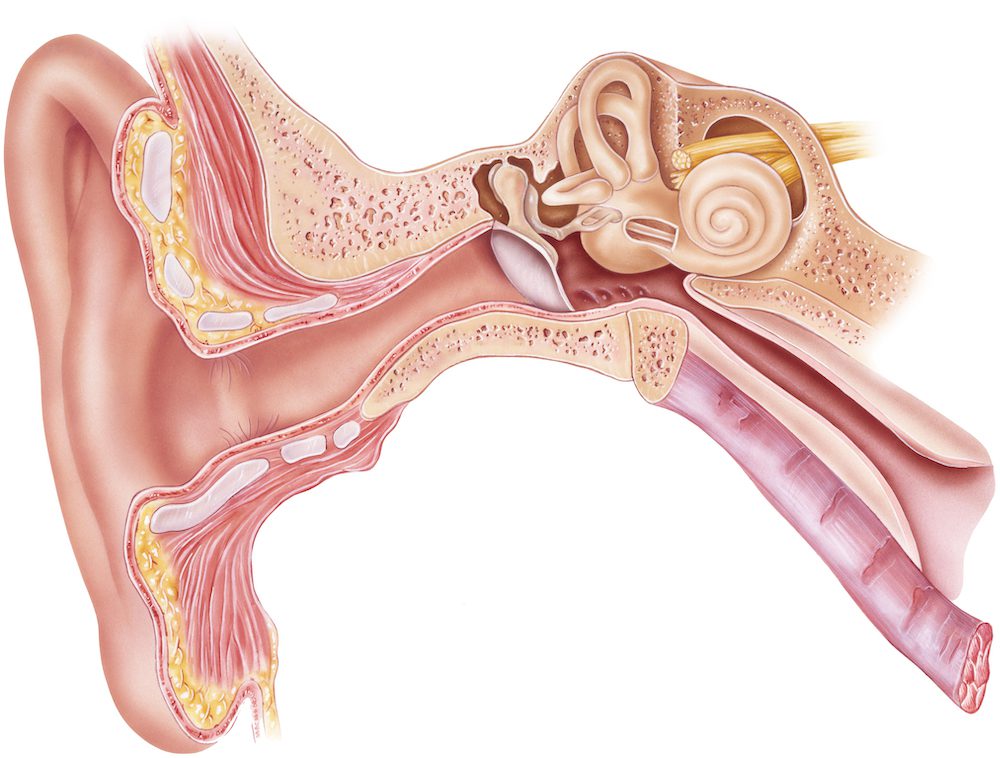 diagram of inner ear