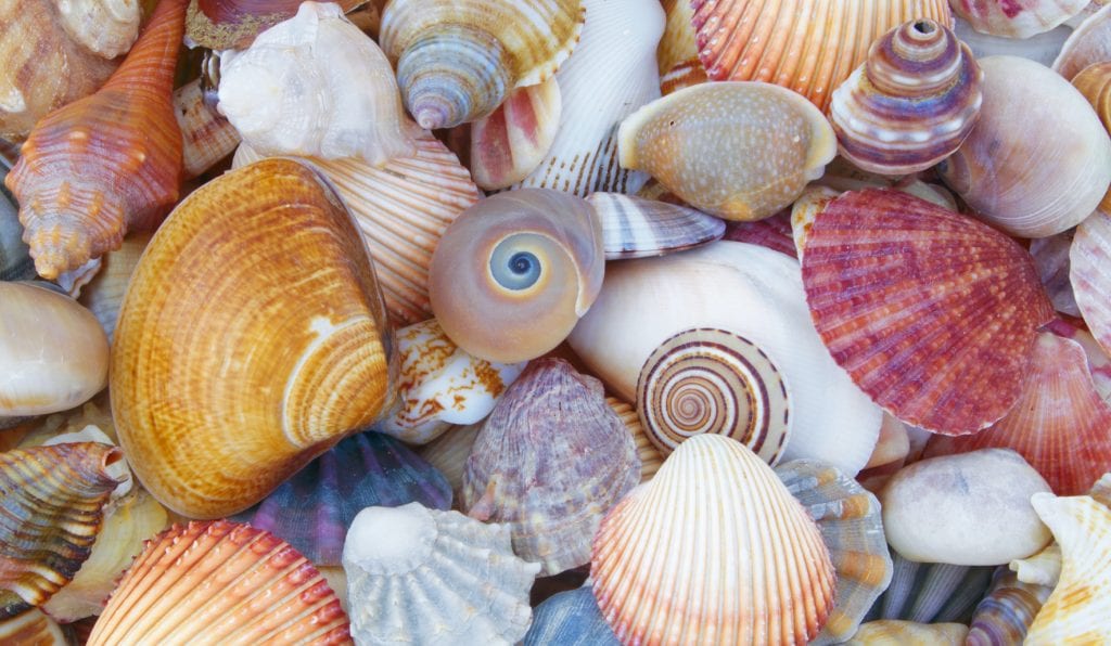 shells welcome@2x shells welcome@2x