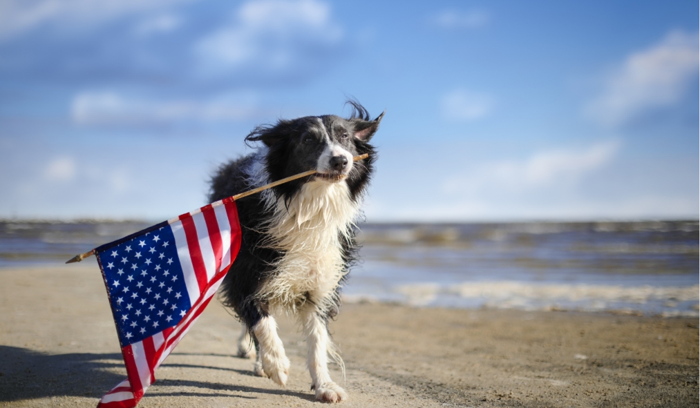 american flag dog holding mini flag