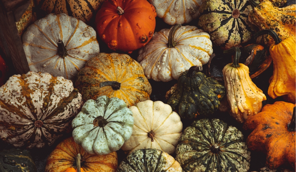 events autumn mix of colorful pumpkins squash