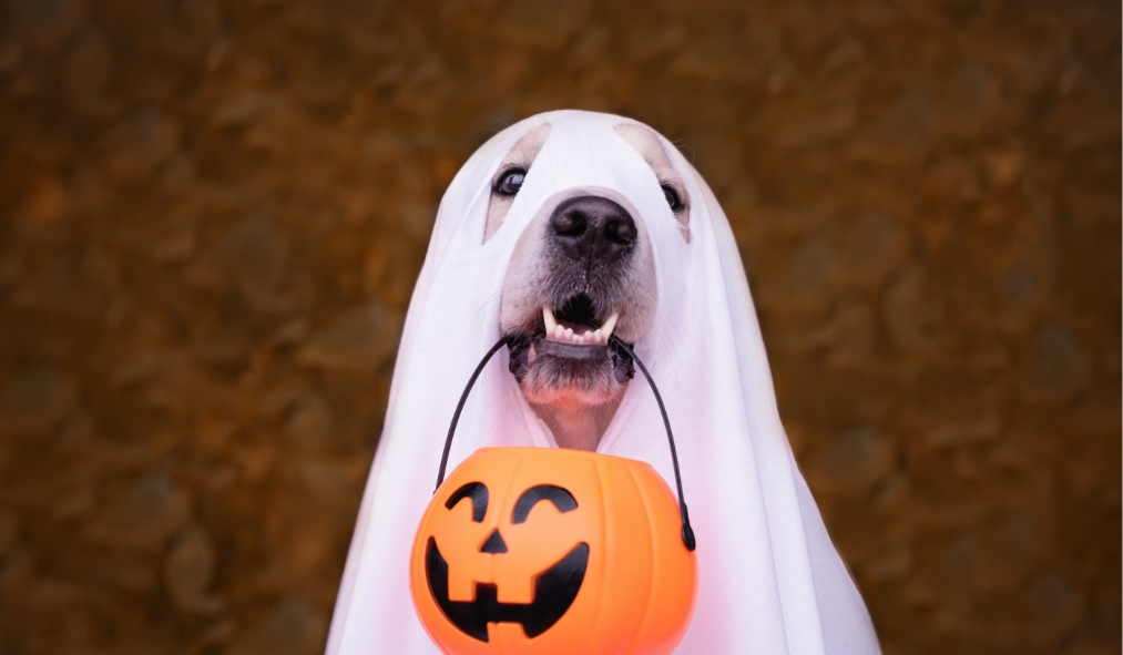 events halloween dog in ghost sheet holding candy bucket
