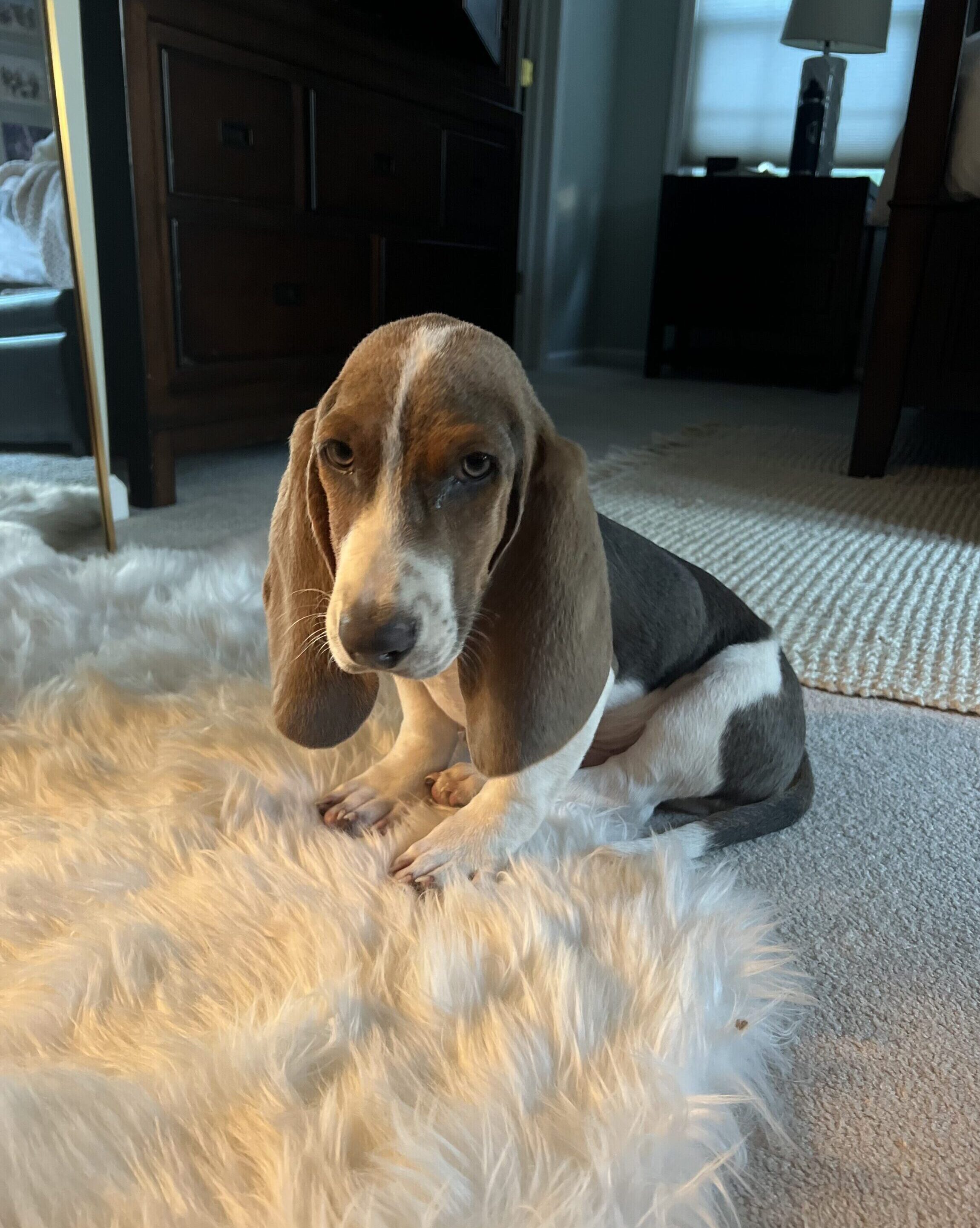 Flash Aprils Dog1