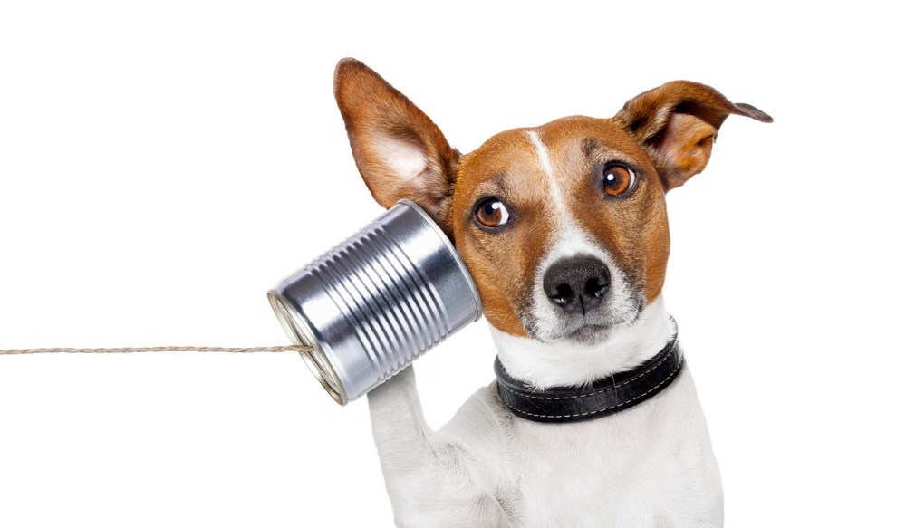 ears dog hearing