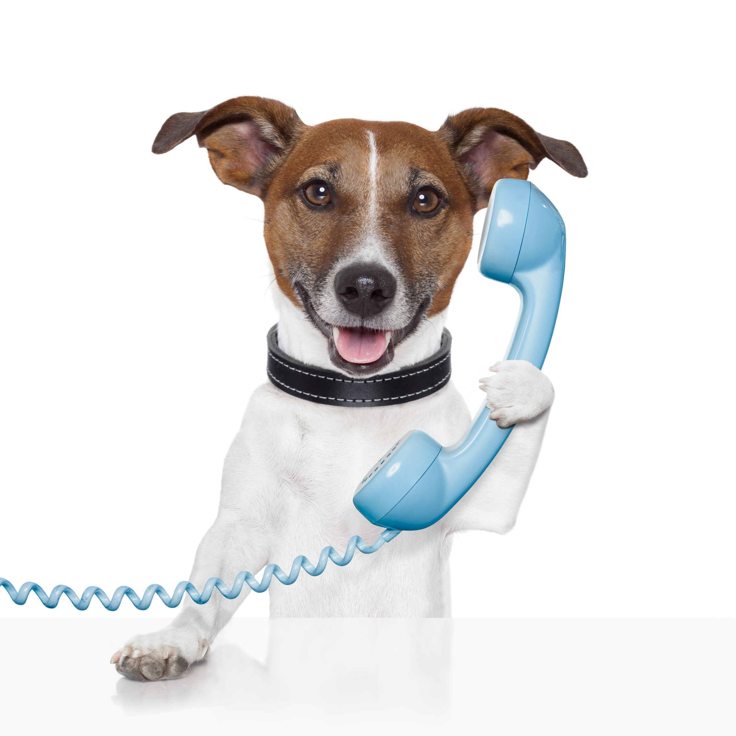 Brown-and-white dog holding a blue telephone receiver with its paw, mouth open against a white background