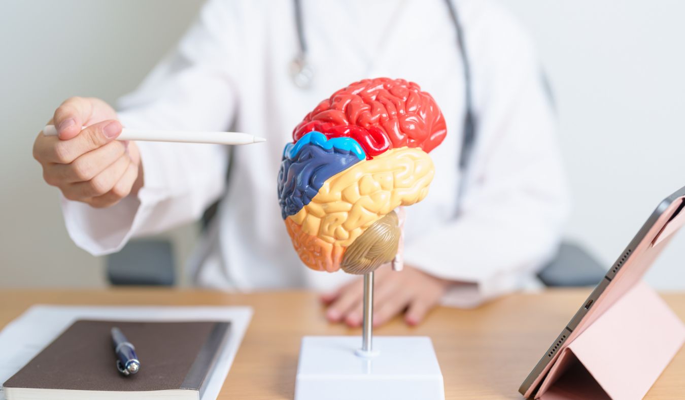 dementia doctor pointing at brain model