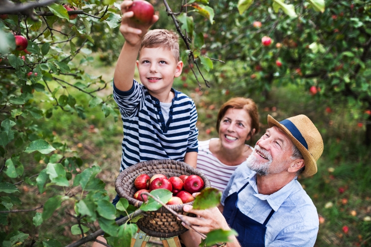 banner in column autumn grandparents apple picking with grandson