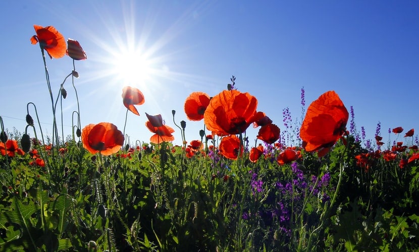 flowers summer weather hearing aids