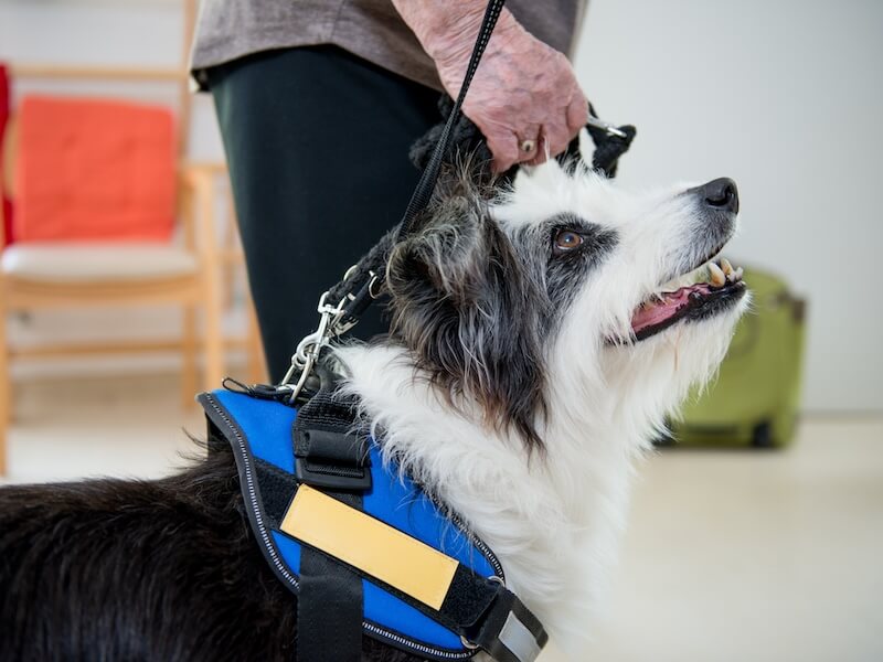 the unique bond between pets and people with hearing loss gettyimages 871901510