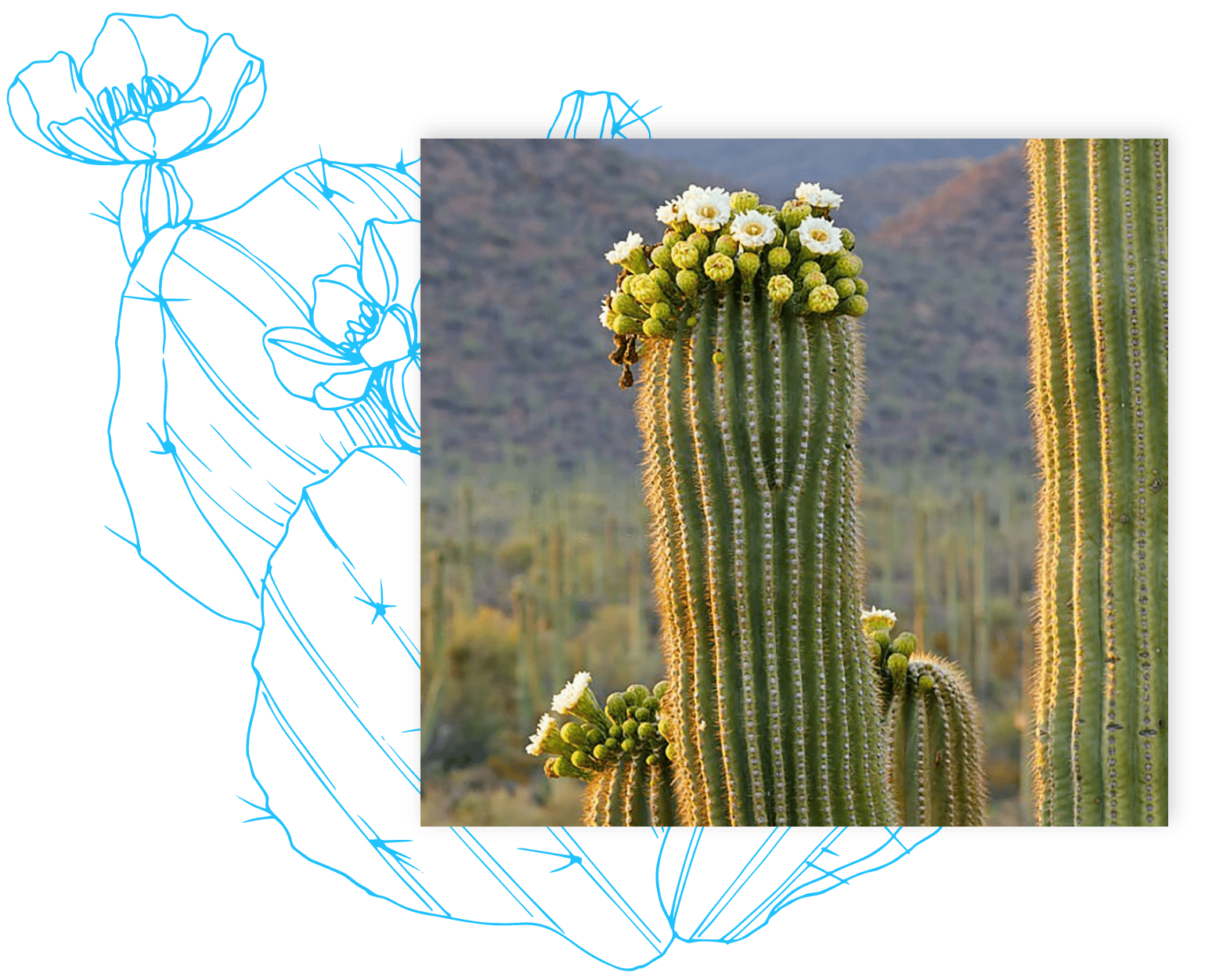 about us cactus flower