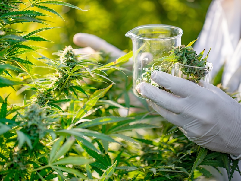 Researcher Taking a Few Cannabis Buds for Scientific Experiment
