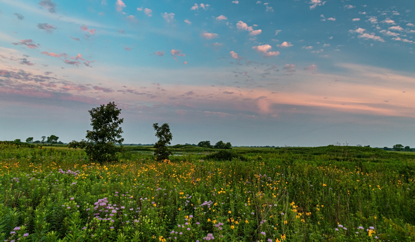 sunrise prairie filled with summer wildflowers