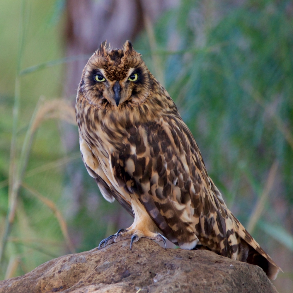 square hawaiian short eared owl pueo sitting on a rock