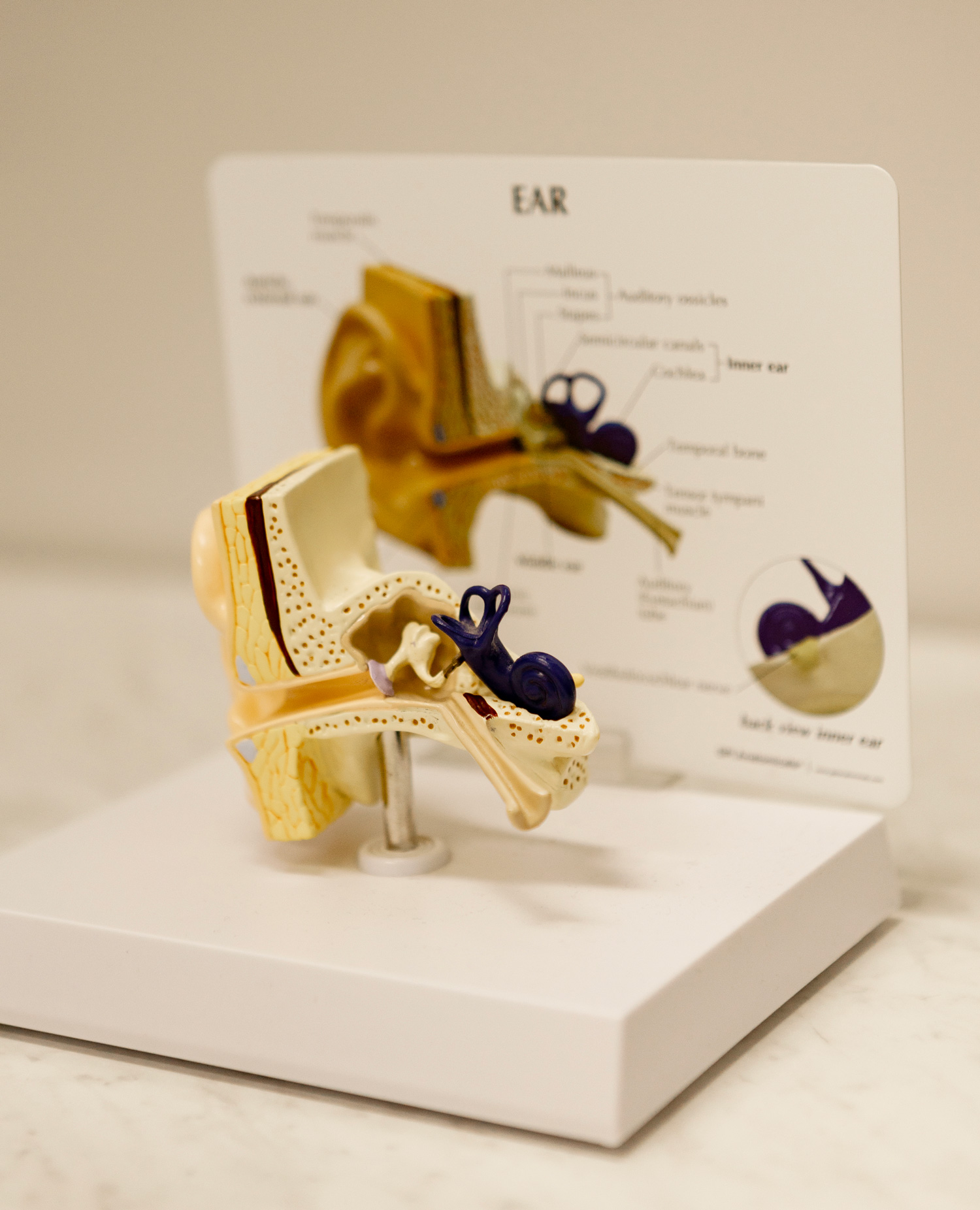 acoustic audiology ear model