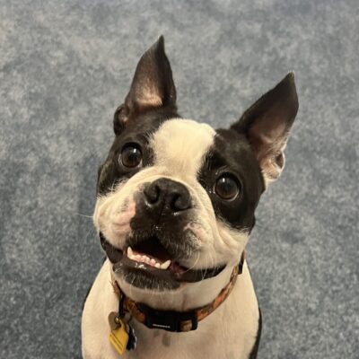 Olive office mascot
