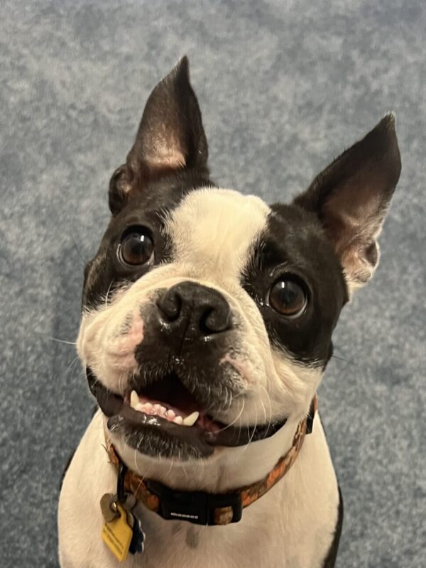 Olive office mascot