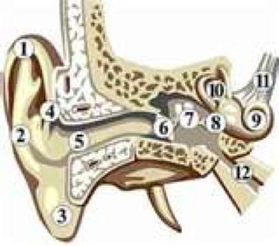 ear.png