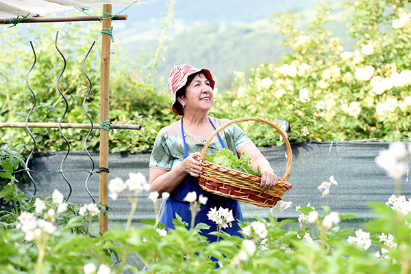 woman gathering cabbages in her garden