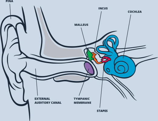 img ear diagram img ear diagram