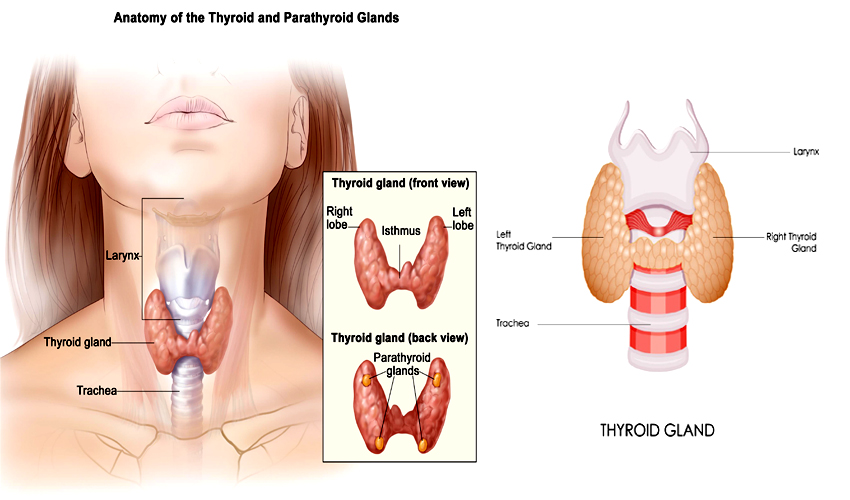thyroid.jpg