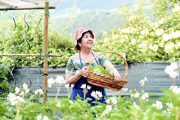 woman gathering produce from her very green garden