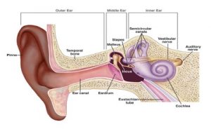 otitis