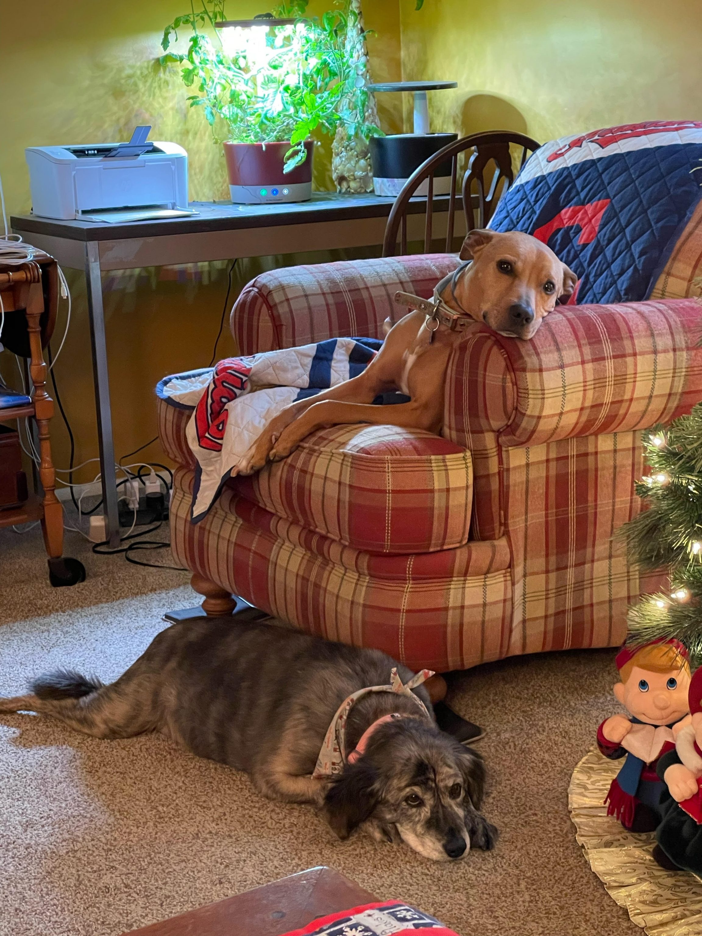 Office dogs heardrlaura com