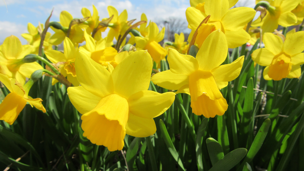 beautiful yellow flowers on a sunny day outside