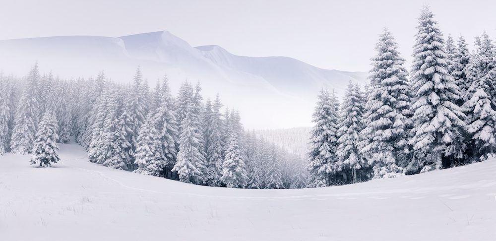 a winter wonderland landscape