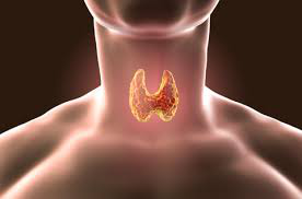 Thyroid picture.png