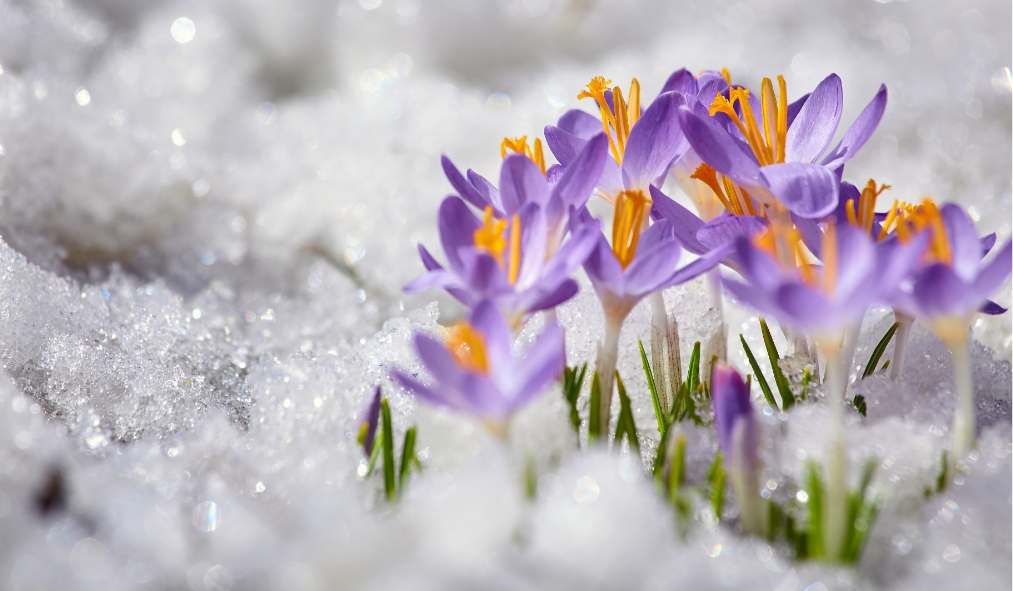 canada saskatchewan prairie crocus spring flower in snow