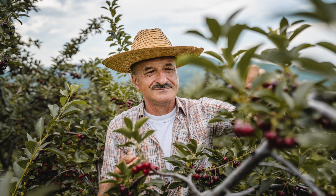 farmer in the cherry orchard picking harvest ripe organic fruit in summer day
