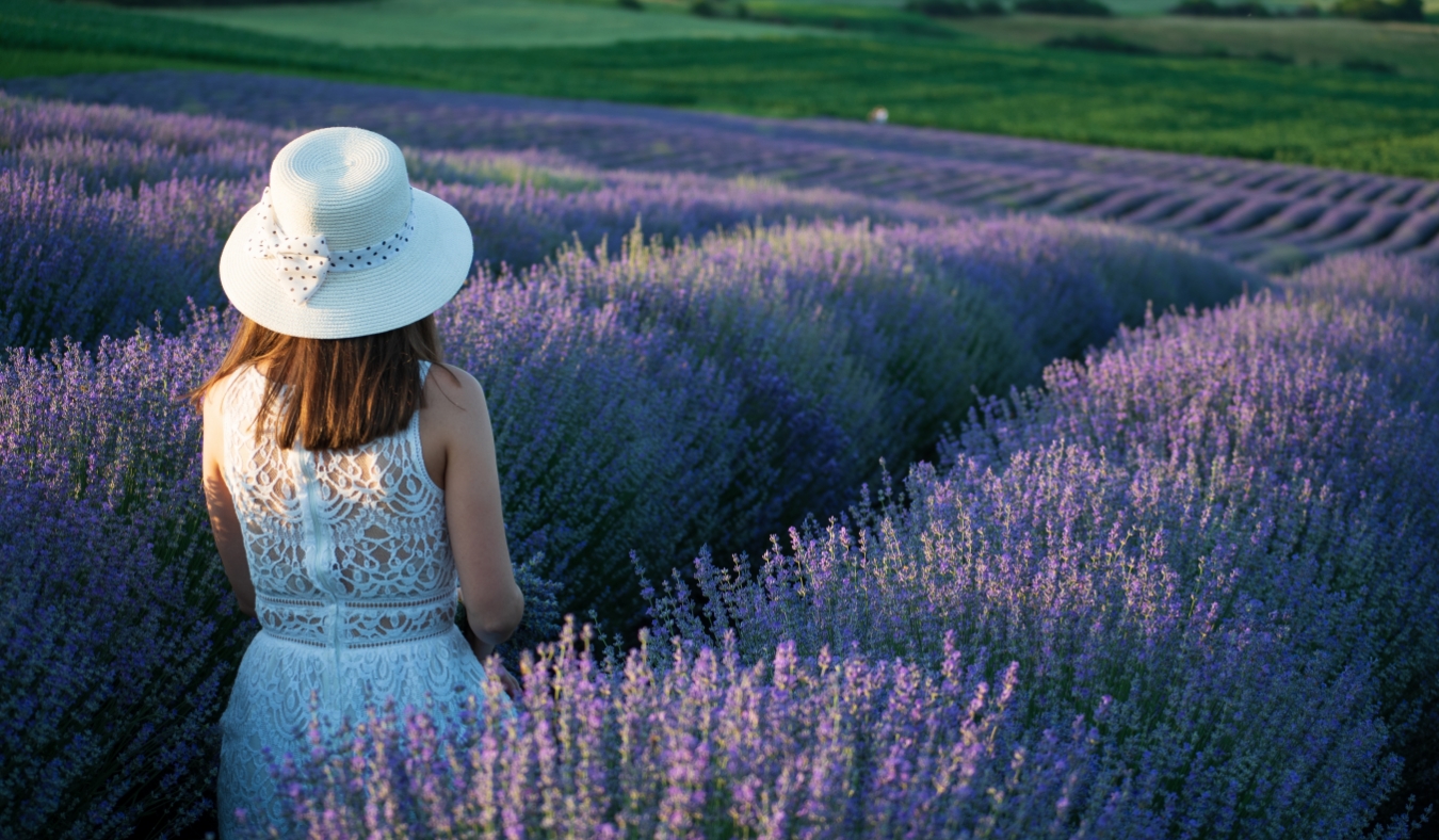 A lavender field in full bloom stretches toward the horizon