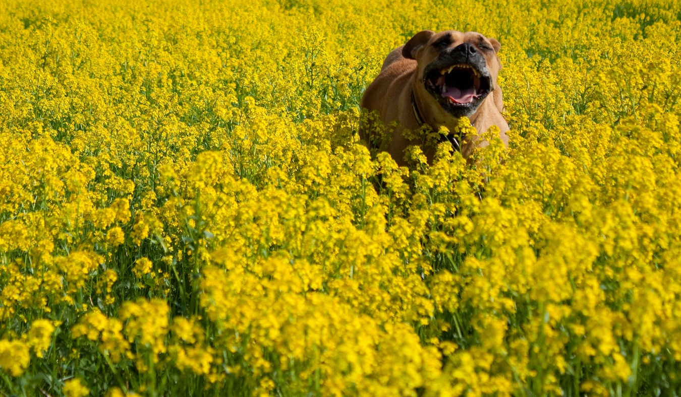 A singing dog running through yellow meadow