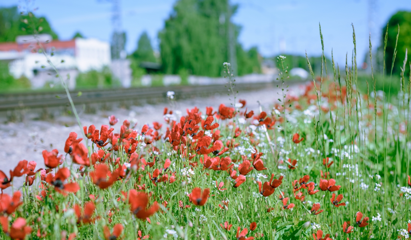 Bright green grass with red poppies and white wildflowers