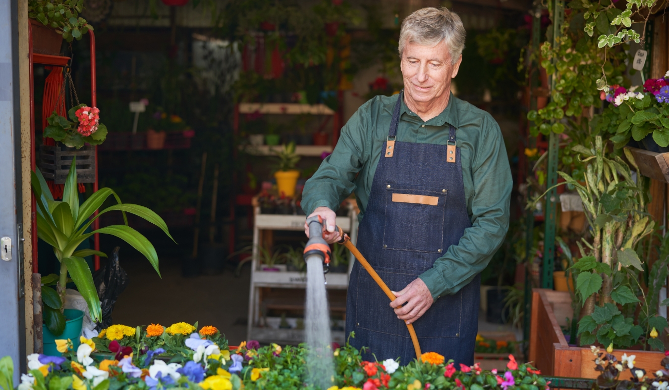 Competent gardener watering flowers as plant care in the nursery