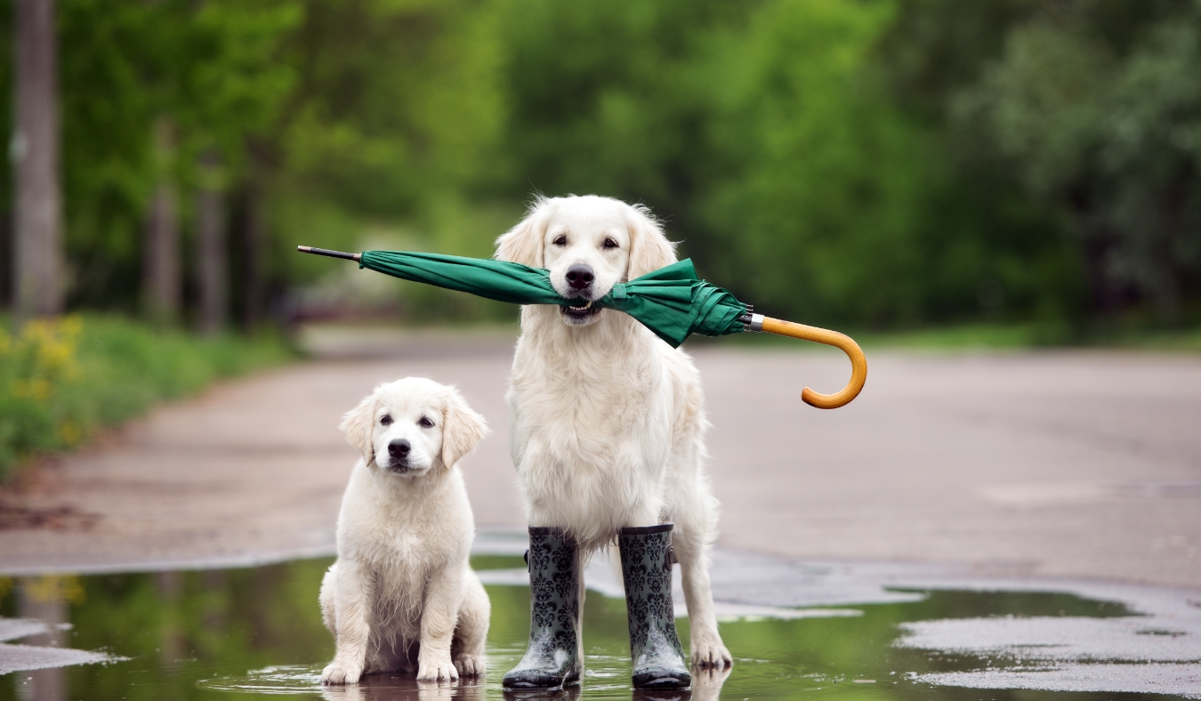golden retriever dog and puppy in a puddle with umbrella
