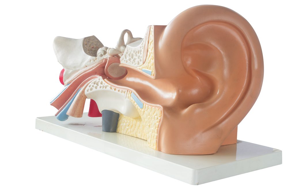 diagram of an ear