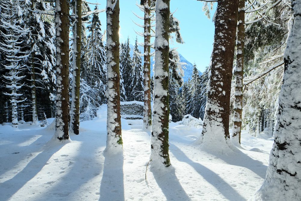 a winter wonderland