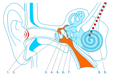 Anatomy of The Ear