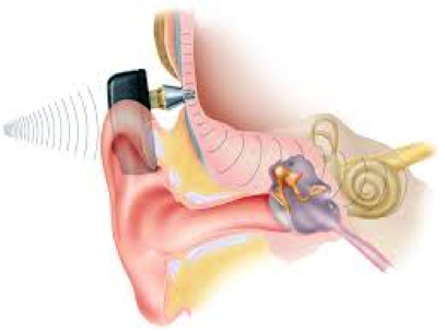 Ear