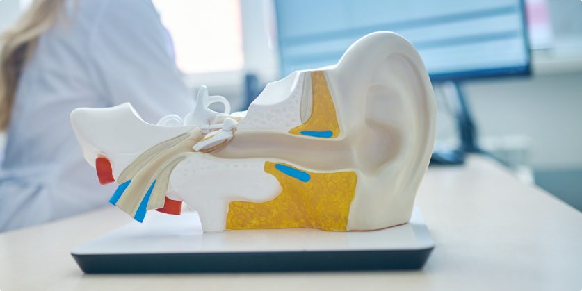 Anatomical model of the human ear