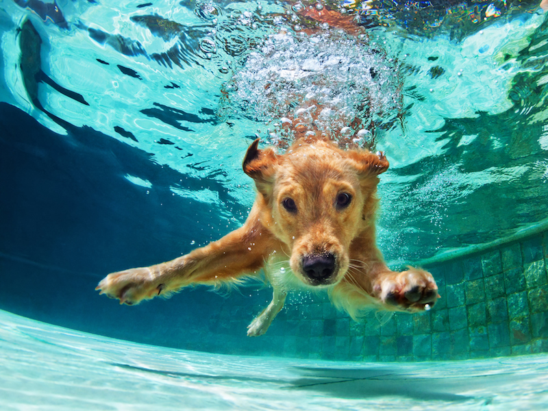 Dog jumping into water to demonstrate how hearing aids can get wet easily when you're having fun this summer because moisture damages hearing aids.