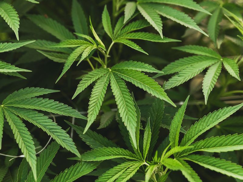 Cannabinoids or CBD is not a miracle cure, it can cause hearing issues.