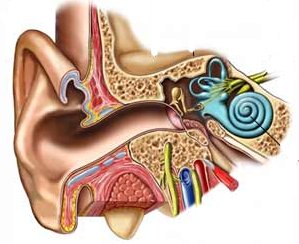 Hearing Loss