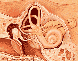 Hearing-Animation.gif