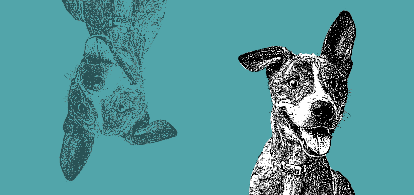 a black-and-white picture of a dog against a blue-green background