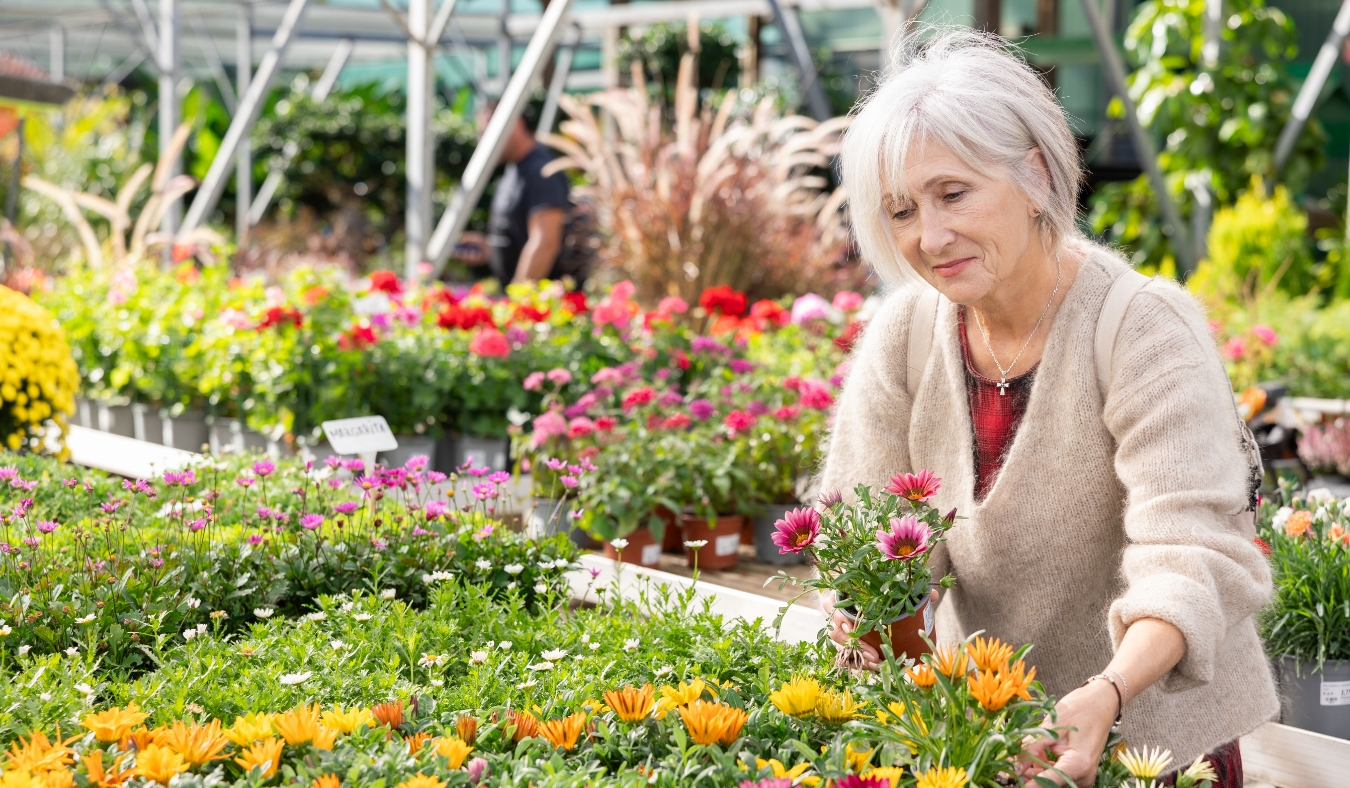 Elderly woman in casual clothes shopping for pot of gazania hybrida at flower shop